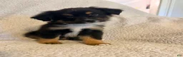 Miniature Australian Shepherd dogs for sale: Male #2 - Cassian - Ad 5