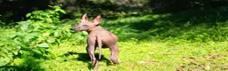 Xoloitzcuintle dogs for sale: Xoloitzcuintle Puppy 1 - Ad 1