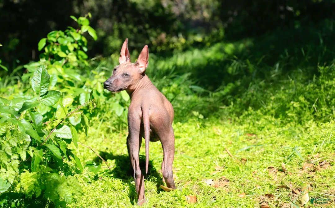 Xoloitzcuintle dogs for sale: Xoloitzcuintle Puppy 1 - Ad 1