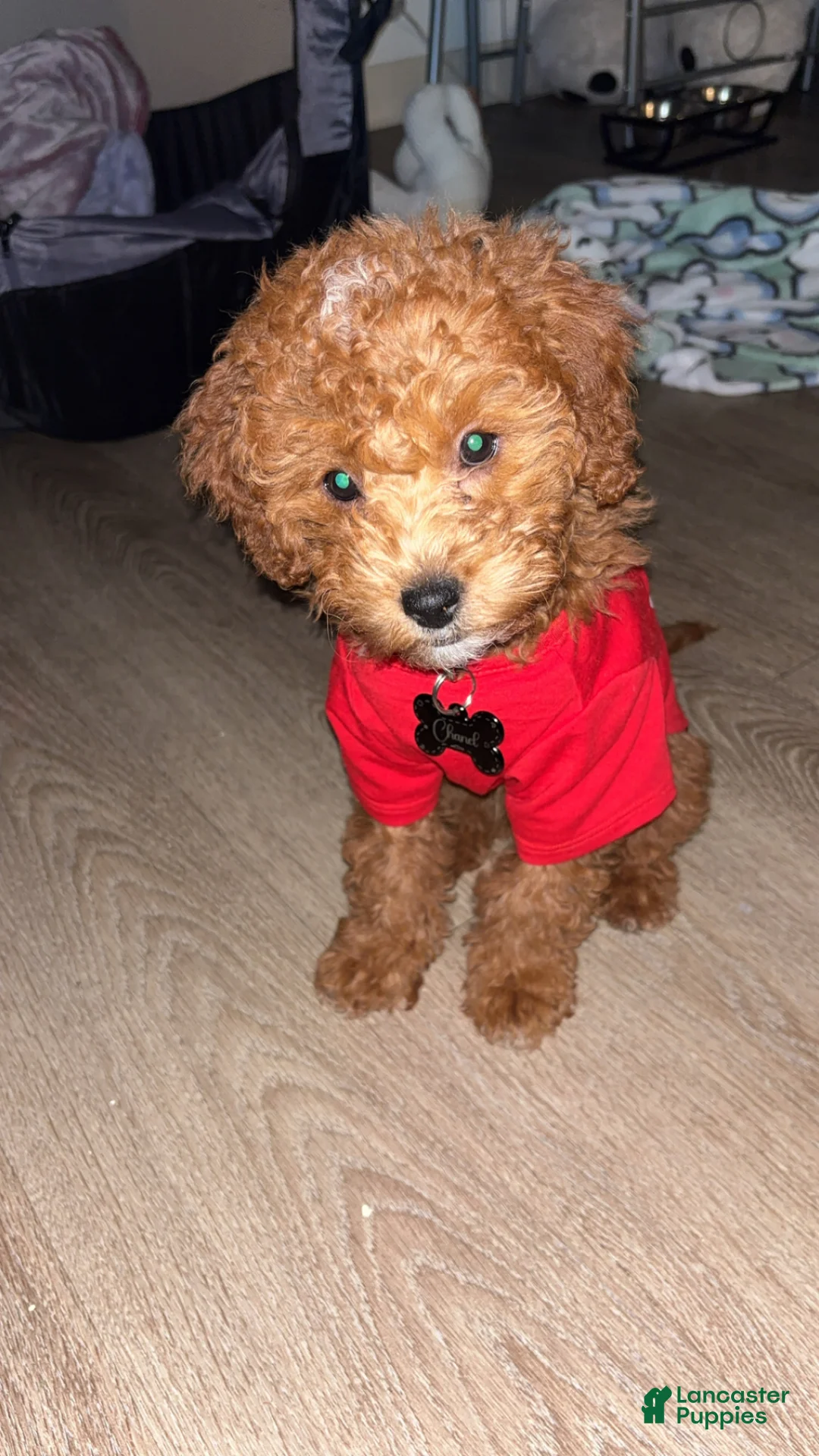 Goldendoodle dogs for sale: Goldendoodle Puppy 2 - Ad 4