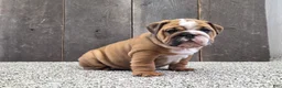 English Bulldog dogs for sale: Stella - Ad 4