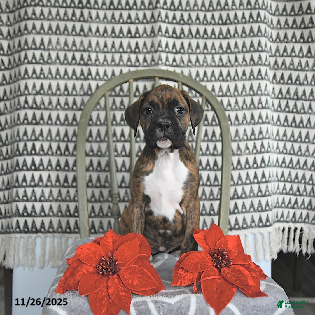 Boxer dogs for sale: Joy - Ad 2