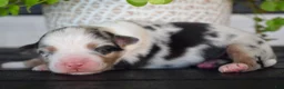 Australian Shepherd dogs for sale: Brook - Ad 3