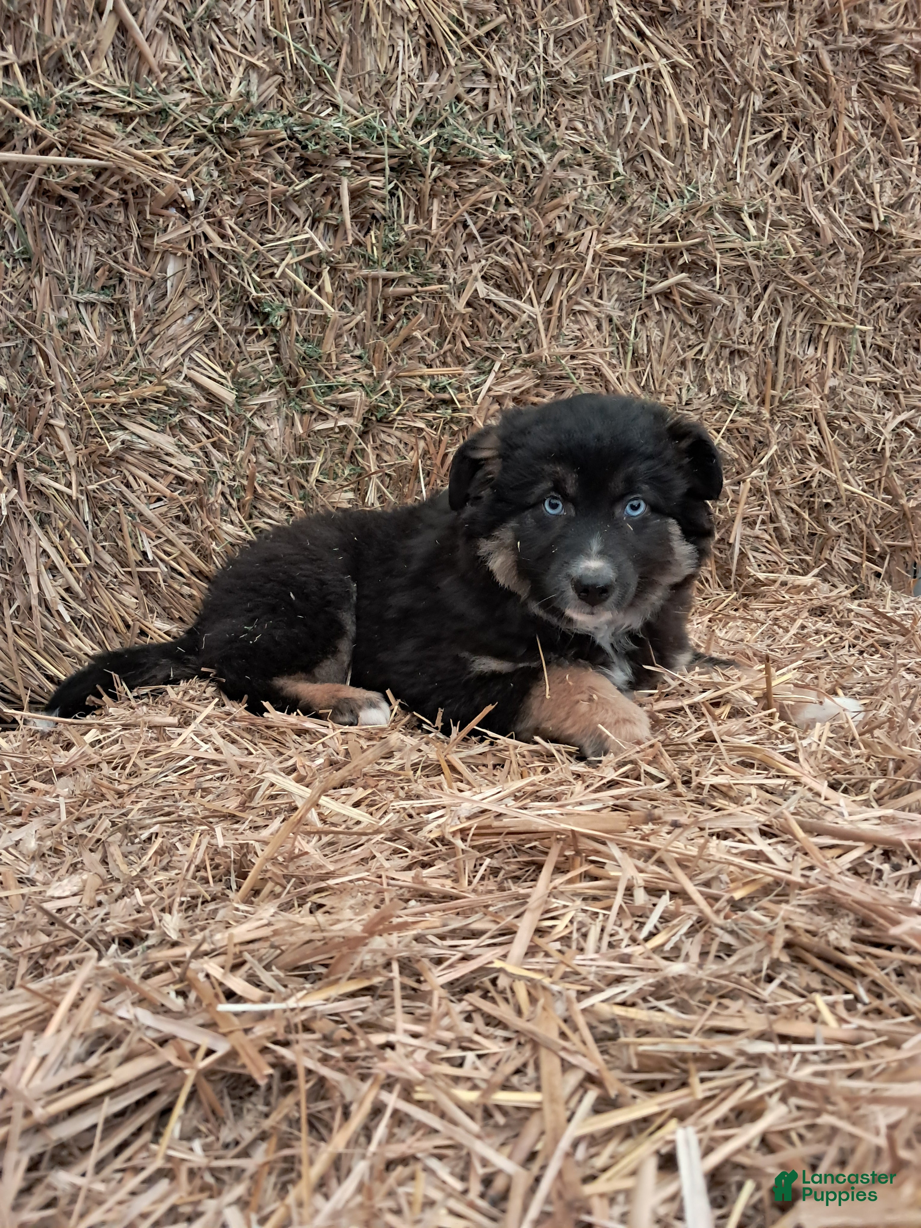 Miniature Australian Shepherd dogs Miniature Australian Shepherd Puppy 1 - Ad 2