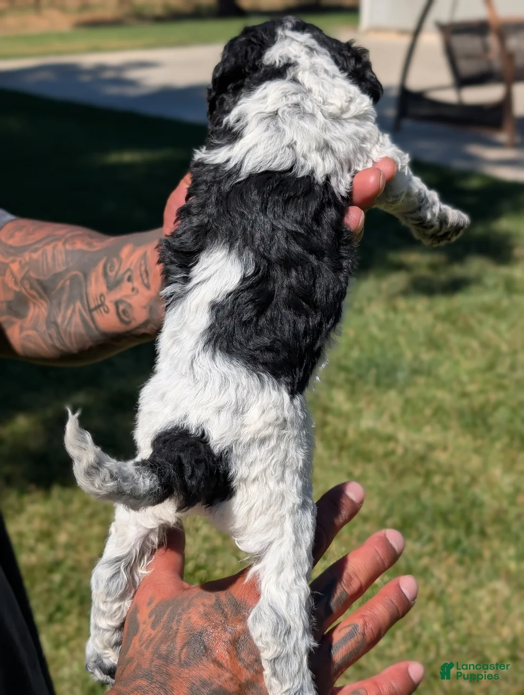 Mixed Breed dogs for sale: SABRINA - Ad 7