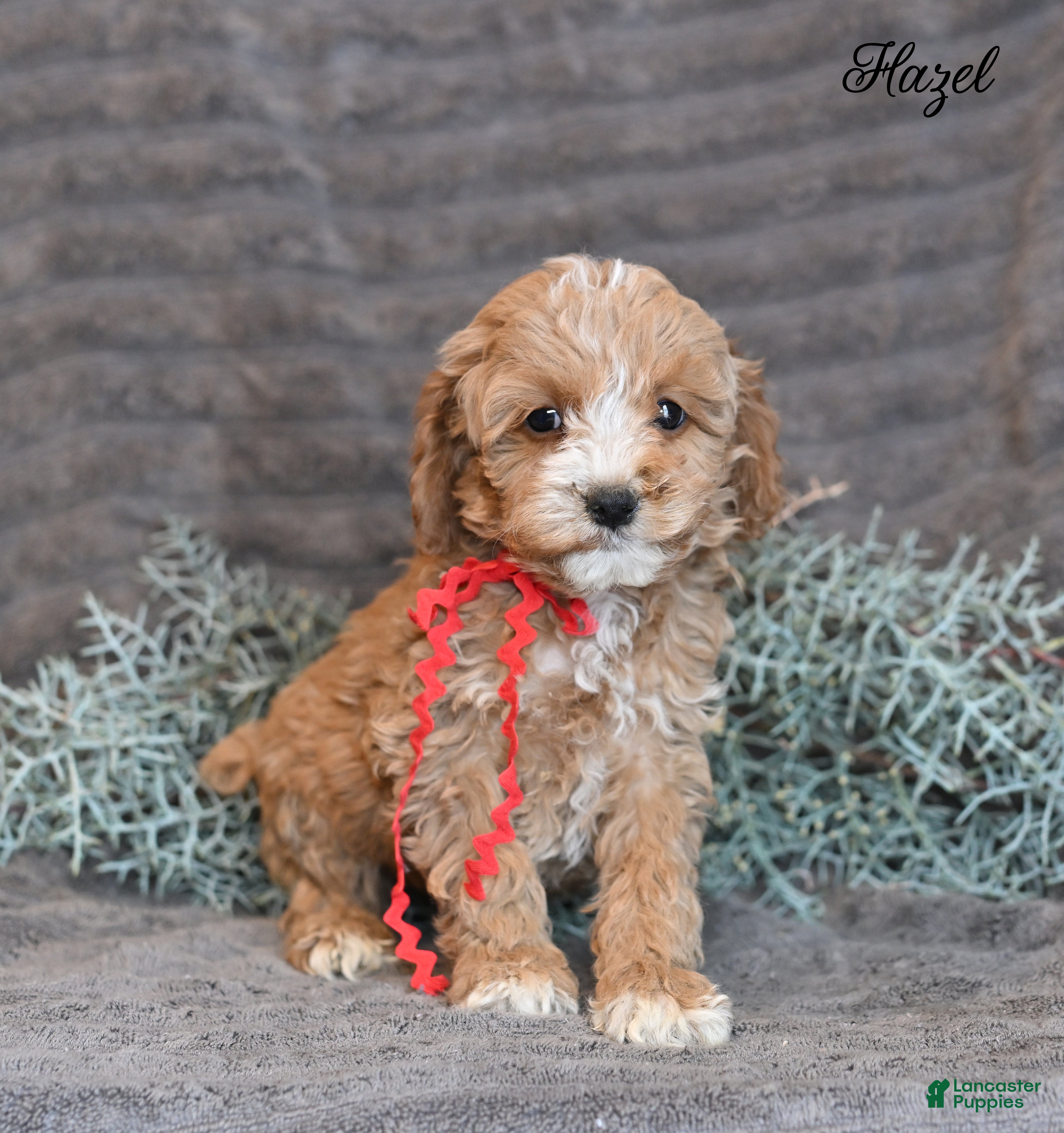 Cockapoo dogs Hazel - Ad 22