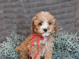 Cockapoo dogs Hazel - Ad 22