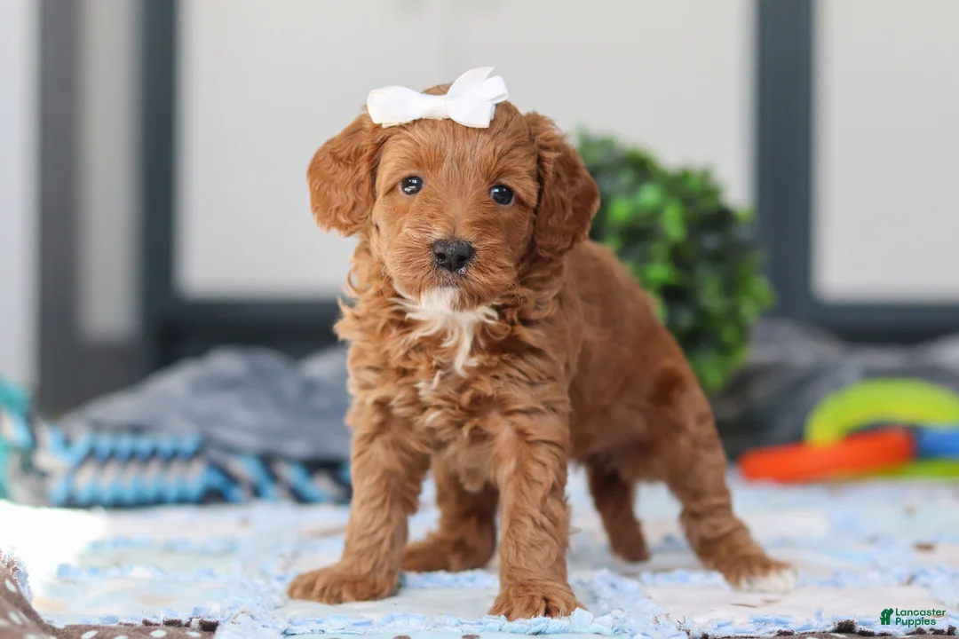 Mini Goldendoodle dogs for sale: Norma - Ad 3