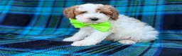 Cavapoo dogs for sale: Dexter  - Ad 3