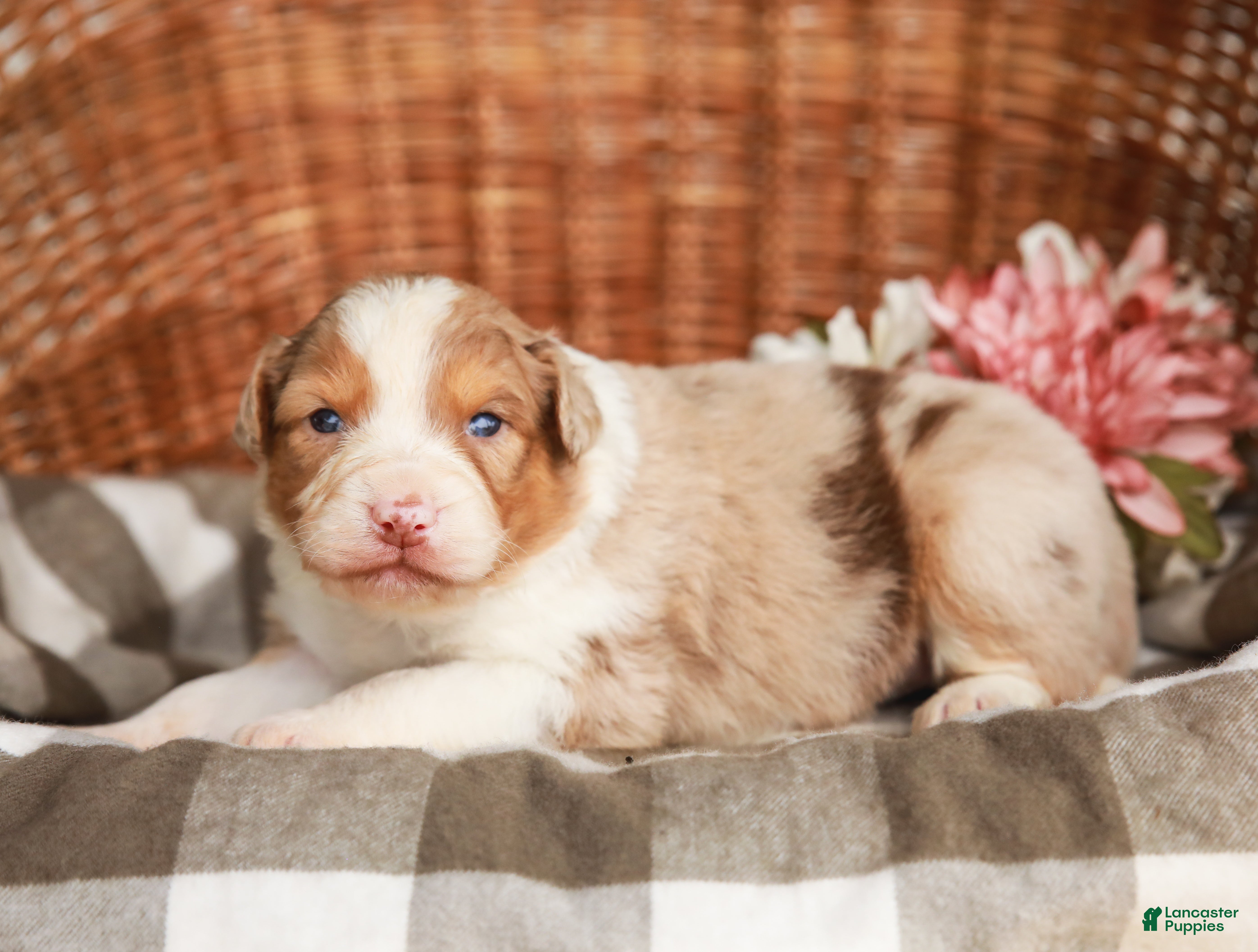Australian Shepherd dogs Mikey - Ad 1