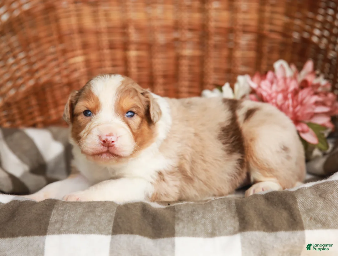 Australian Shepherd dogs for sale: Mikey - Ad 1
