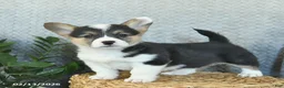 Welsh Corgi Pembroke dogs for sale: Polly  - Ad 1