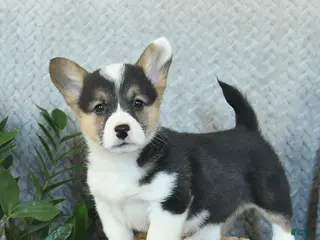 Welsh Corgi Pembroke dogs Polly - Ad 23