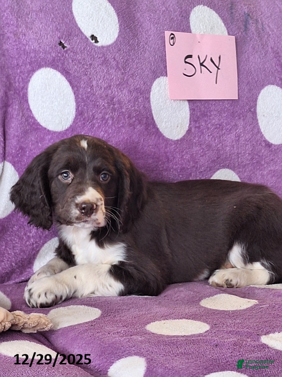 English Springer Spaniel dogs for sale: Sky - Ad 2