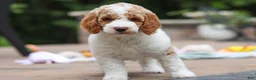 Standard Poodle dogs for sale: Blossom - Ad 3