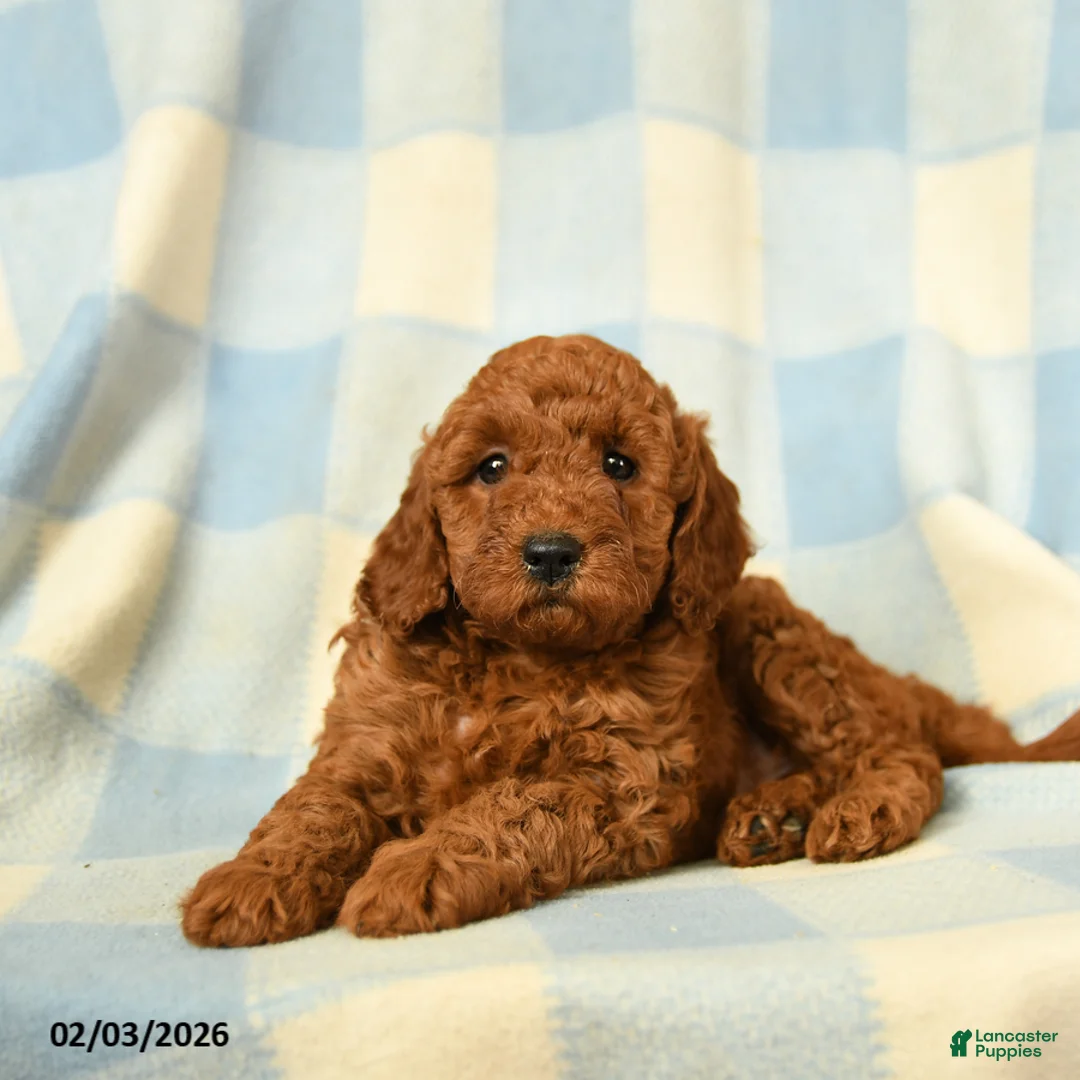 Miniature Poodle dogs for sale: Kenza - Ad 3