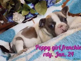 French Bulldog dogs French Bulldog Puppy 1 - Ad 9