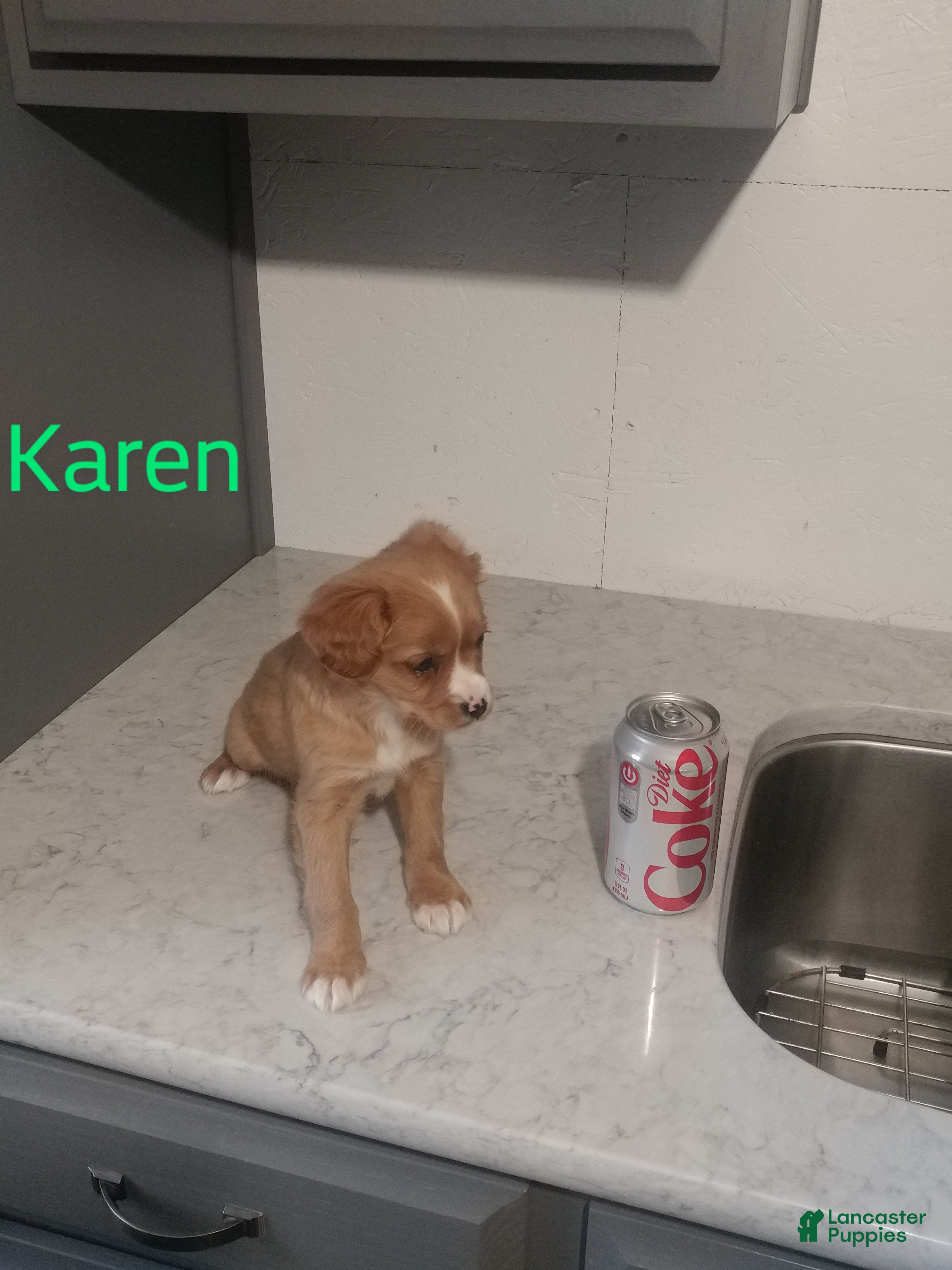 Mixed Breed dogs Karen - Ad 37