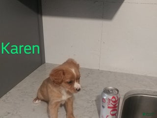 Mixed Breed dogs for sale: Karen - Ad 1