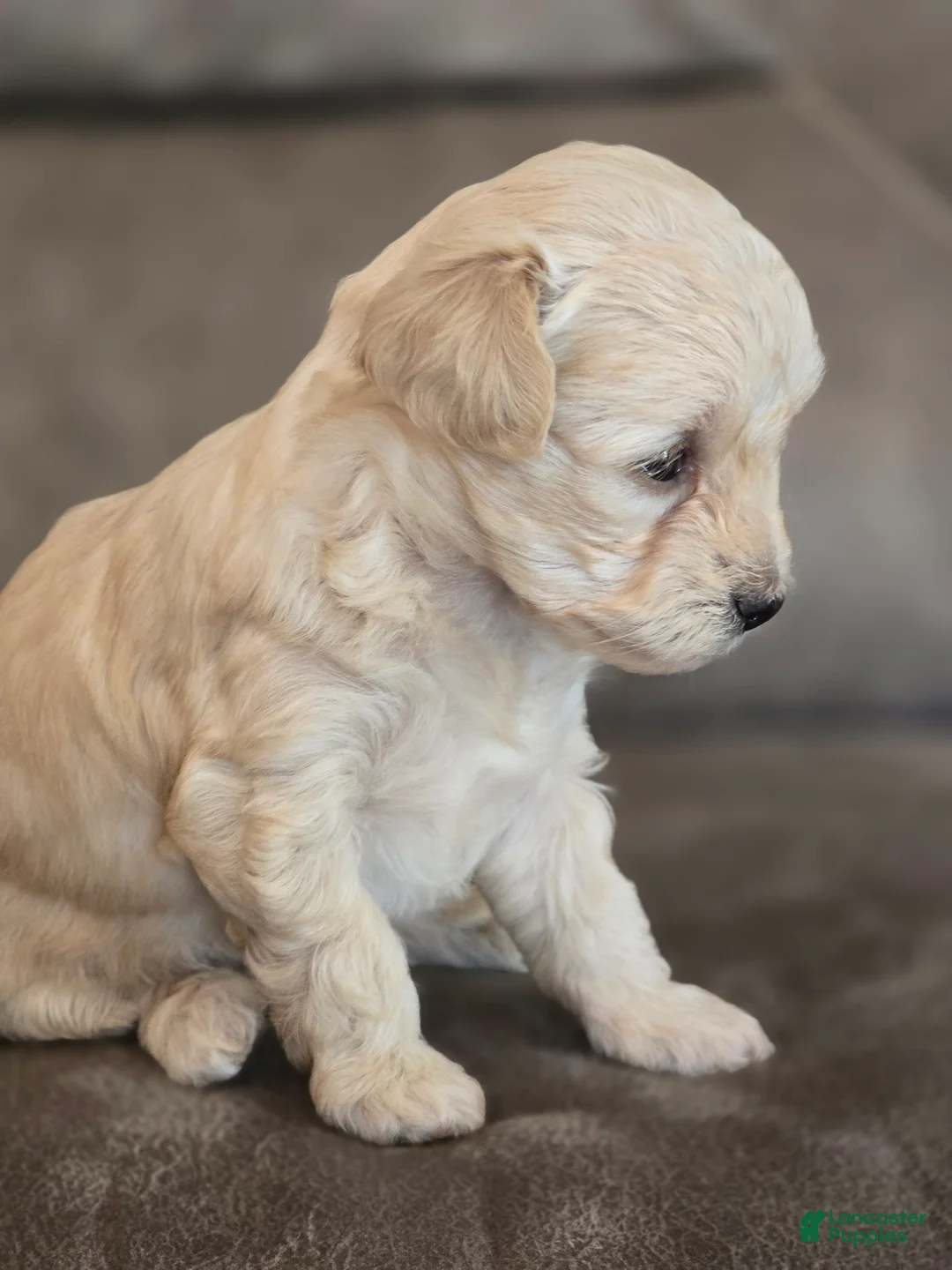 Maltipoo dogs for sale: Maltipoo Puppy 1 - Ad 2