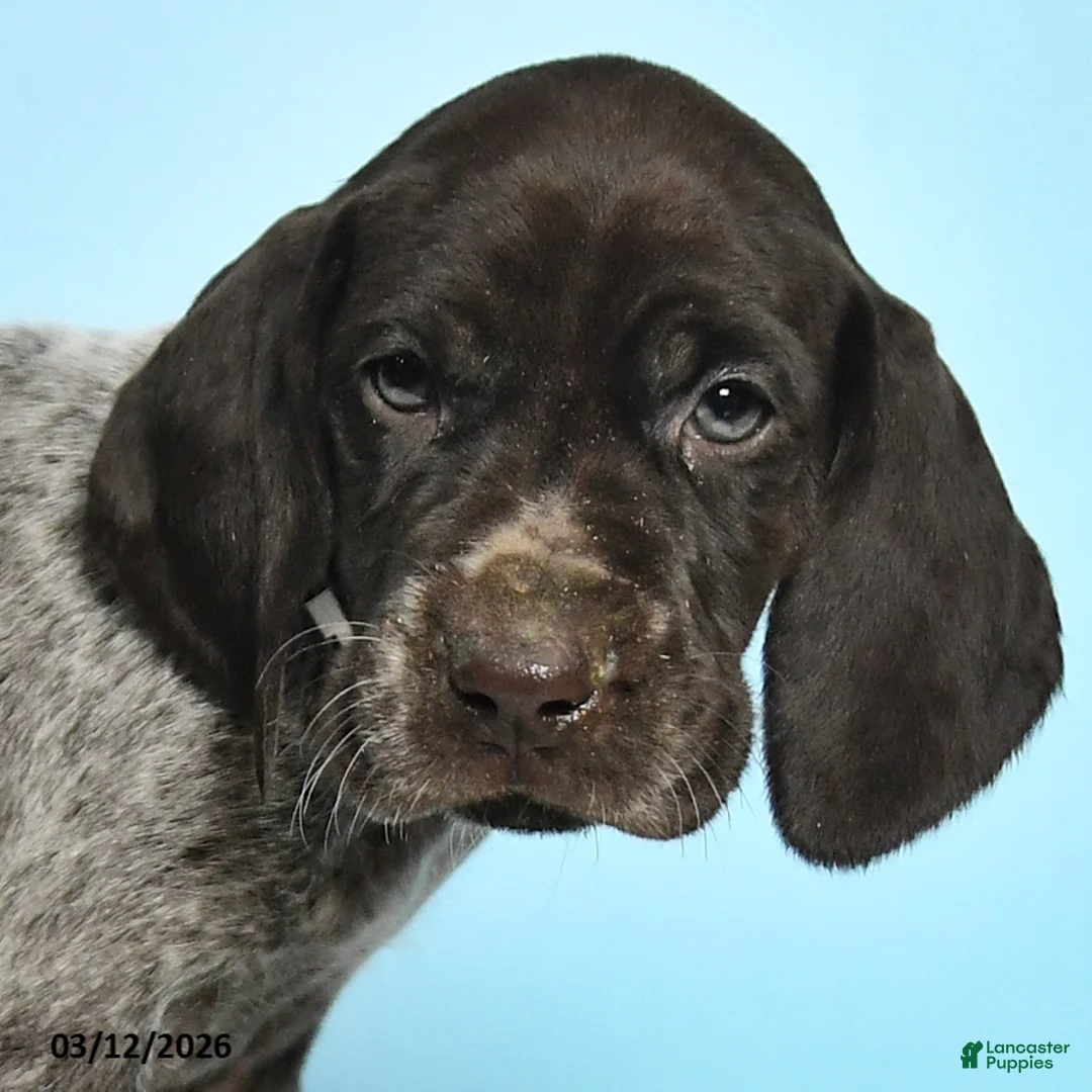 German Shorthaired Pointer dogs for sale: Trixie - Ad 2