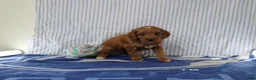 Mini Goldendoodle dogs for sale: Mako - Ad 3