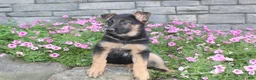 German Shepherd dogs for sale: Avery - Ad 3