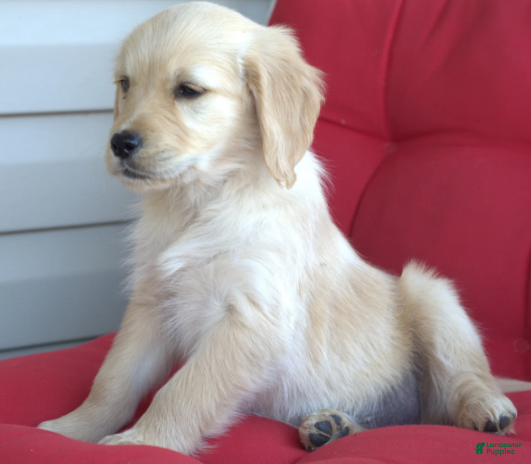 Golden Retriever dogs for sale: Mia - Ad 2