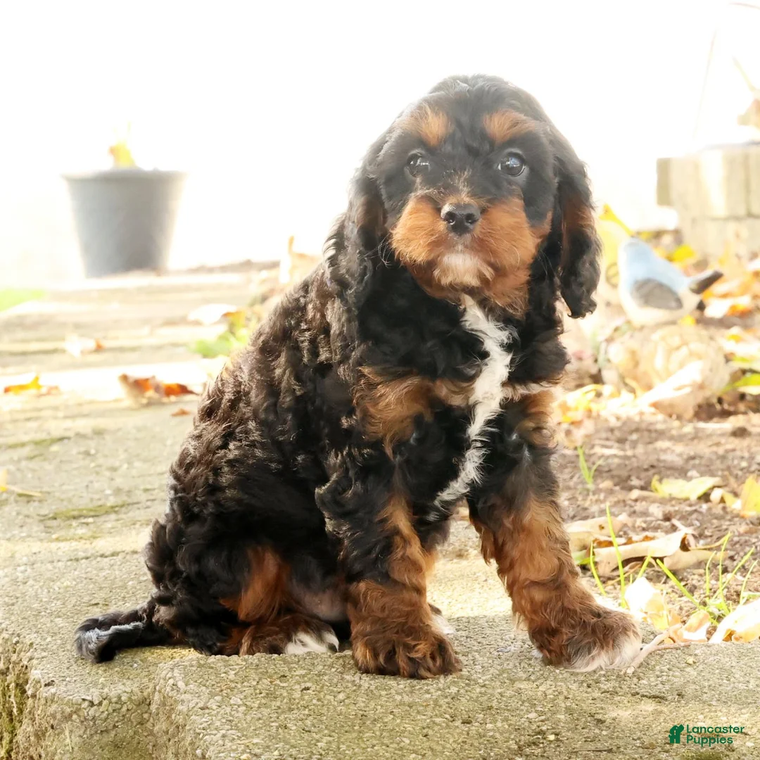 Cavapoo dogs for sale: Jasper - Ad 2