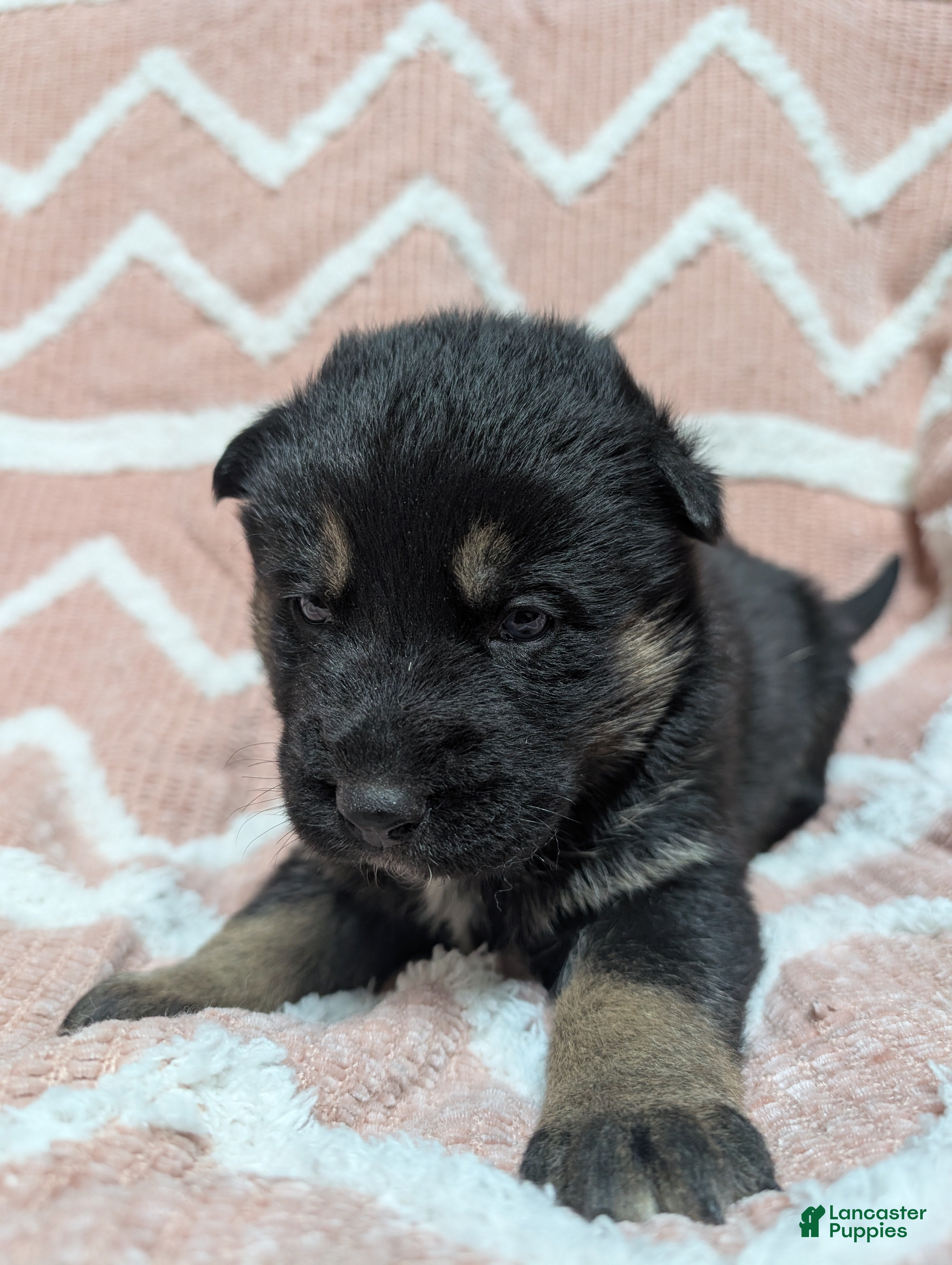 Gerberian Shepsky dogs Bessy - Ad 2