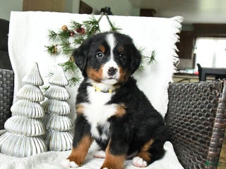 Bernedoodle dogs Duke - Ad 31