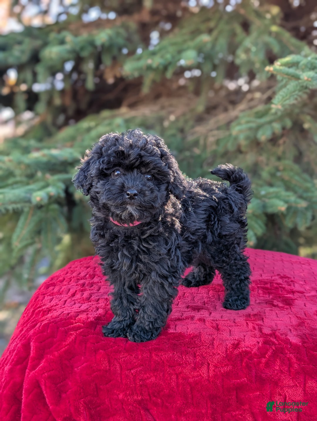 Shihpoo dogs for sale: Willow  - Ad 2