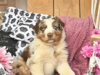 Australian Shepherd dogs Max - Ad 6