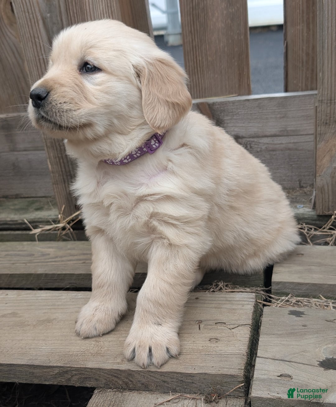 Golden Retriever dogs for sale: Coco - Ad 7