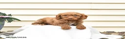 Aussiedoodle dogs for sale: Reva - Ad 3