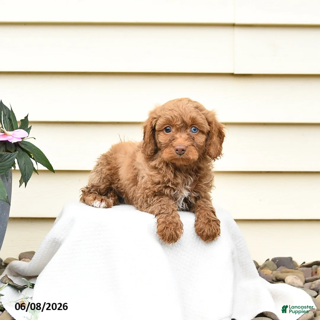 Aussiedoodle dogs for sale: Reva - Ad 3