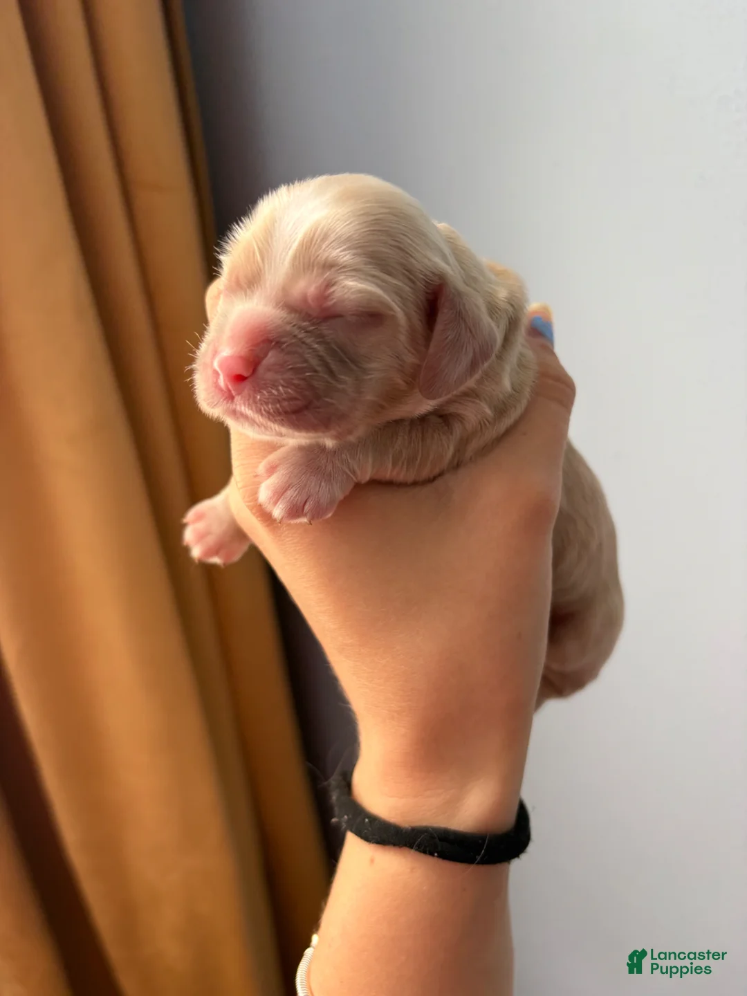 Cocker Spaniel dogs for sale: Maple - Ad 1