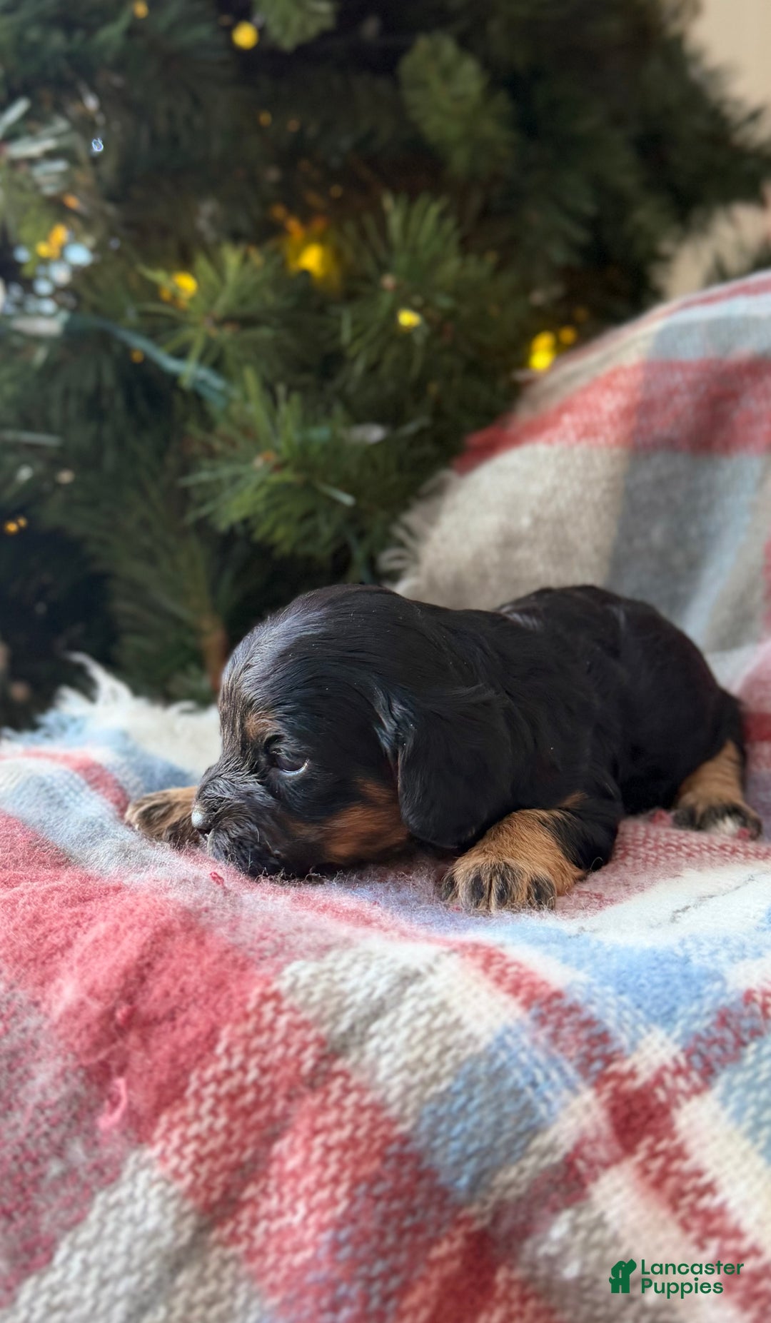 Cavapoo dogs for sale: Joy - Ad 4