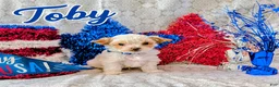 Yorkshire Terrier dogs for sale: Toby - Ad 6