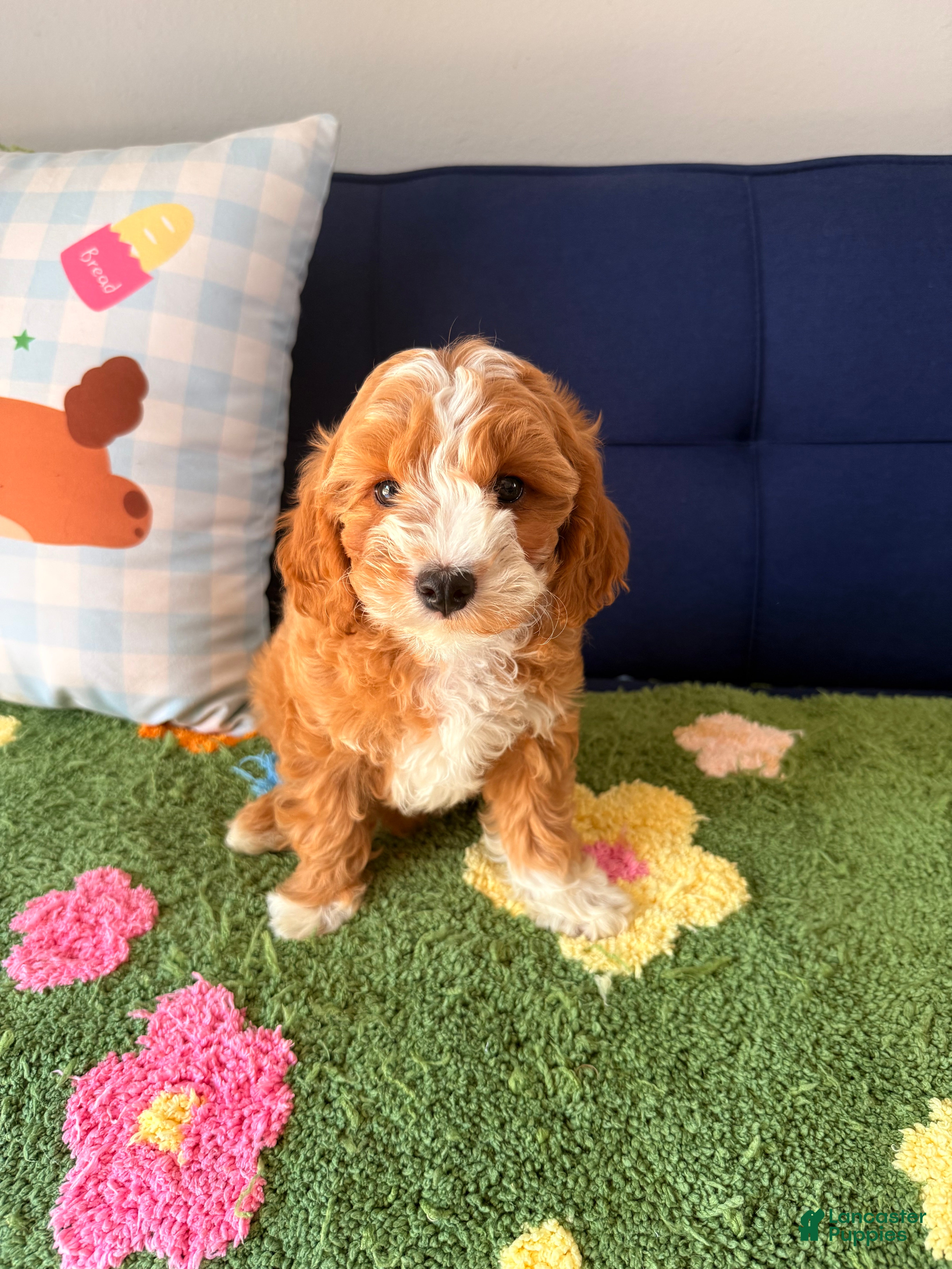 Cavapoo dogs bubby - Ad 1