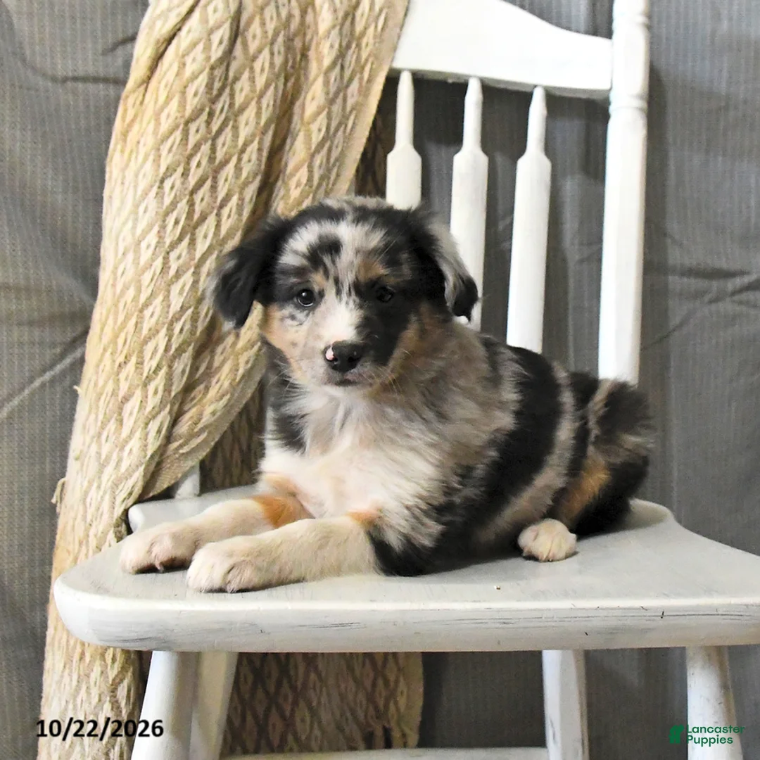 Miniature Australian Shepherd dogs for sale: Trixie - Ad 2
