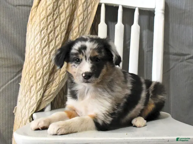 Miniature Australian Shepherd dogs for sale: Trixie - Ad 2