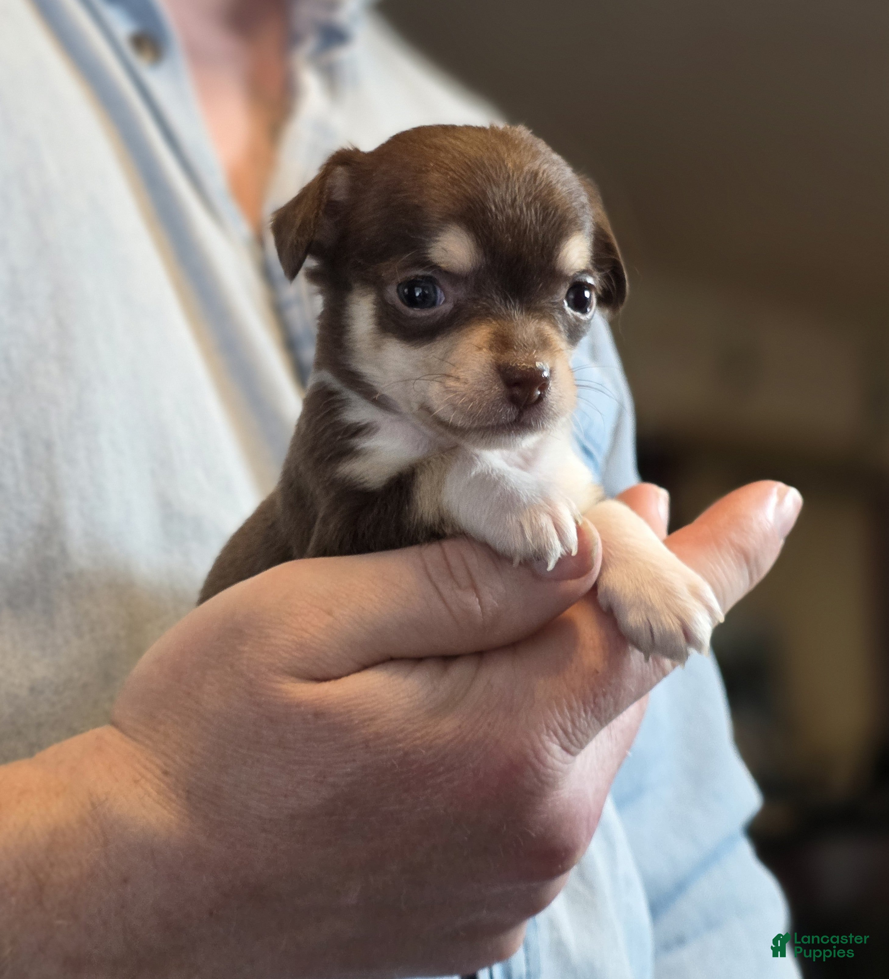 Chihuahua dogs Dark Choco Nugget - Ad 6