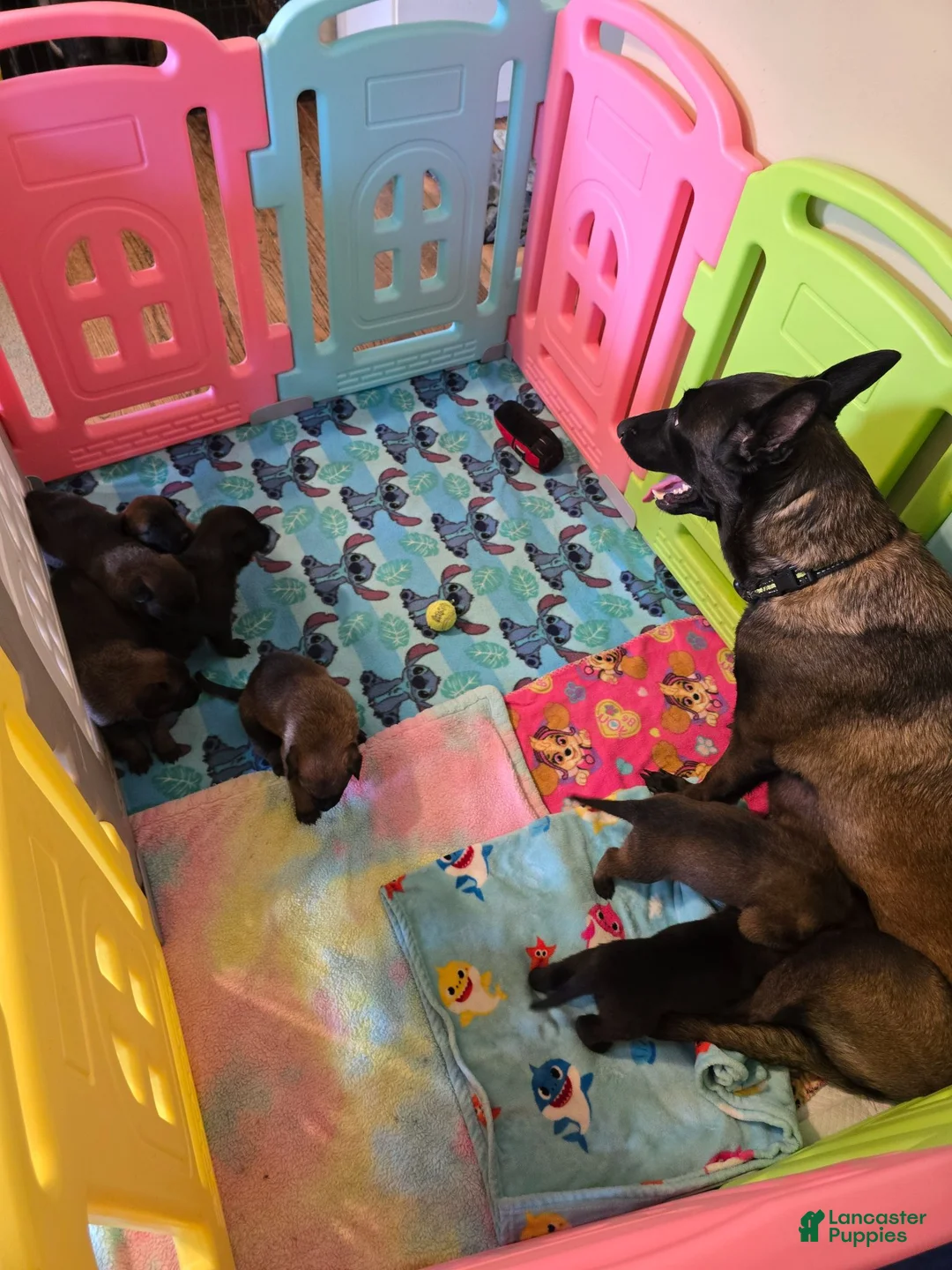 Belgian Malinois dogs for sale: Belgian Malinois 4 - Ad 7