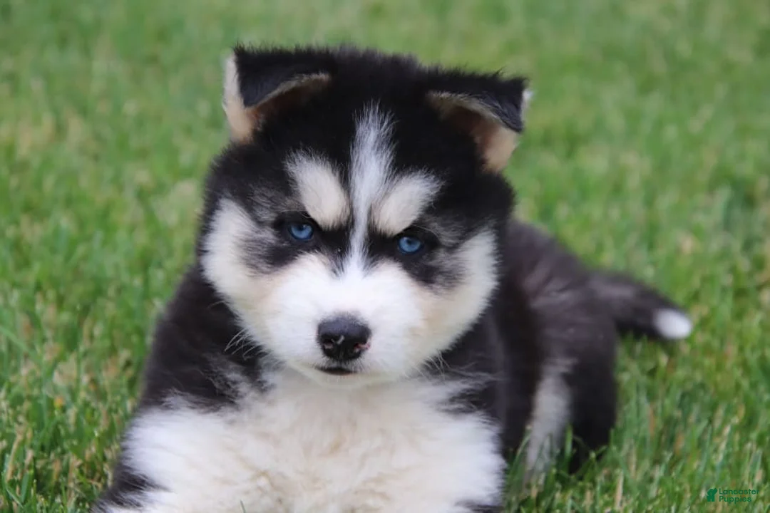 Gallery Image {{count}}