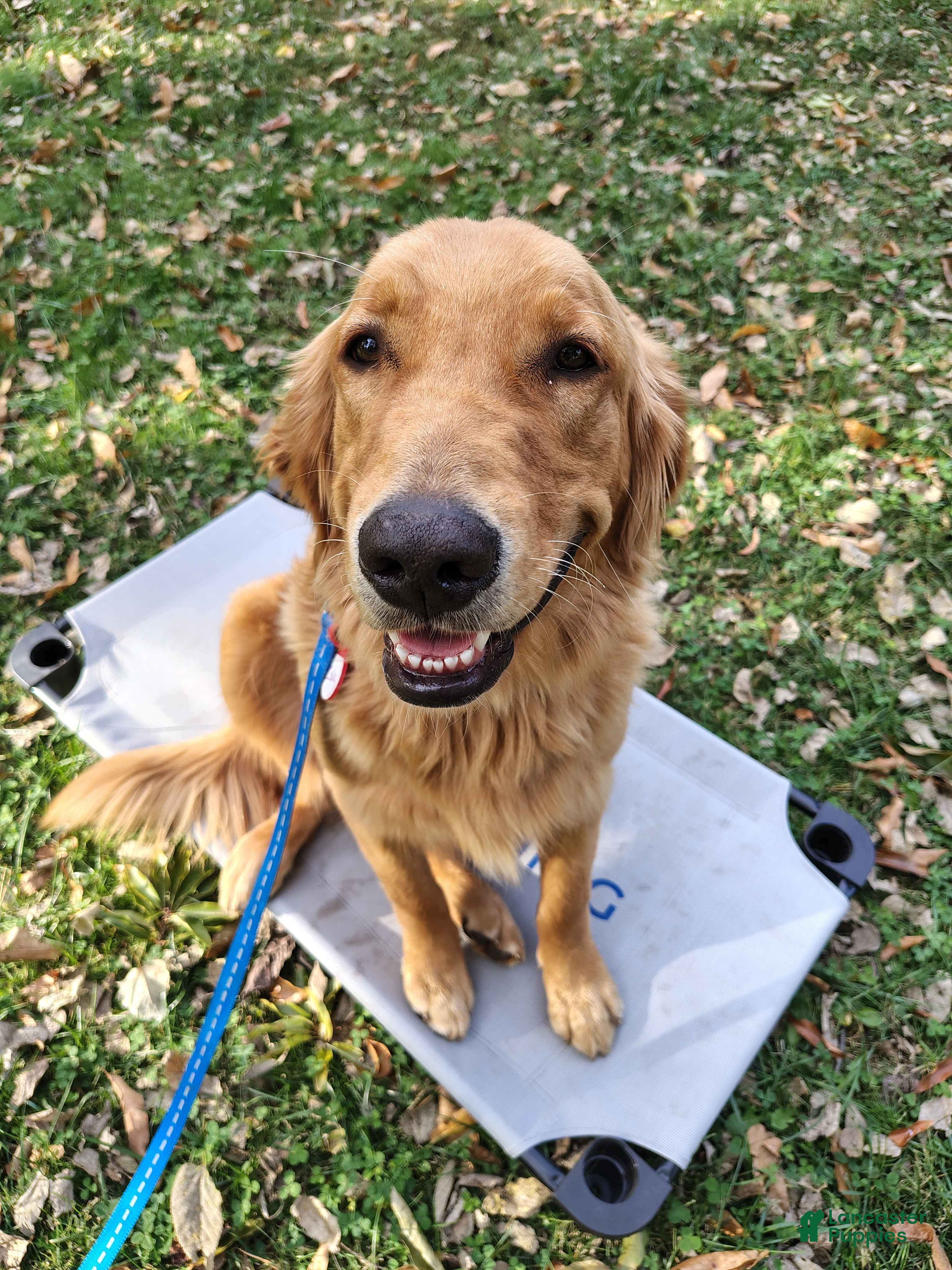 Golden Retriever dogs Koda - Ad 12