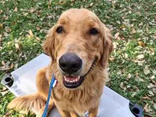 Golden Retriever dogs Koda - Ad 12