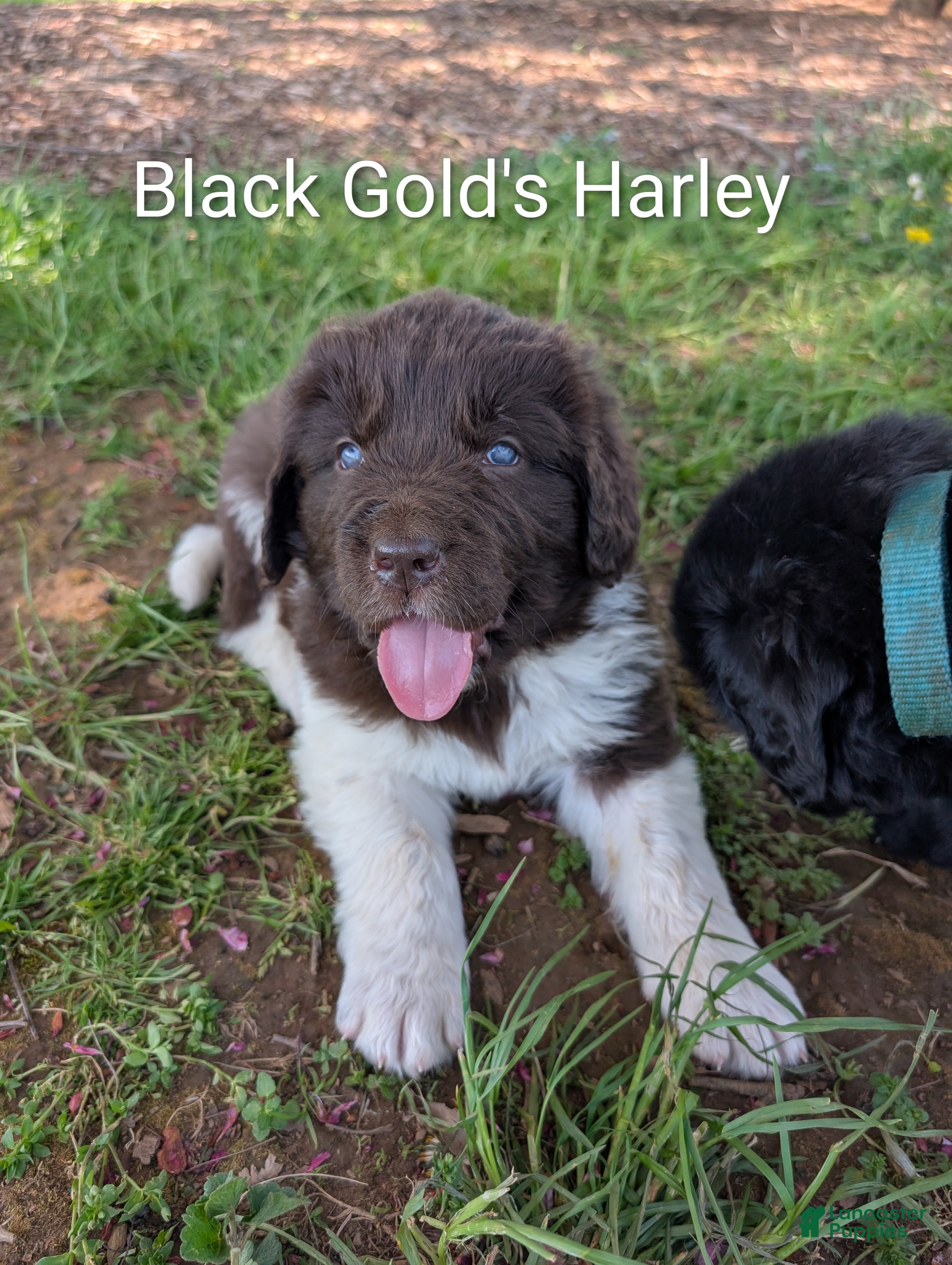 Newfoundland dogs Harley  - Ad 31