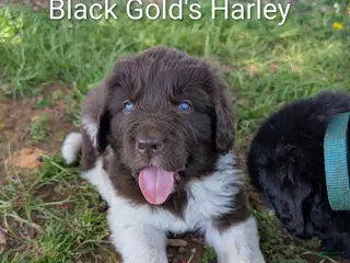 Newfoundland dogs Harley - Ad 31