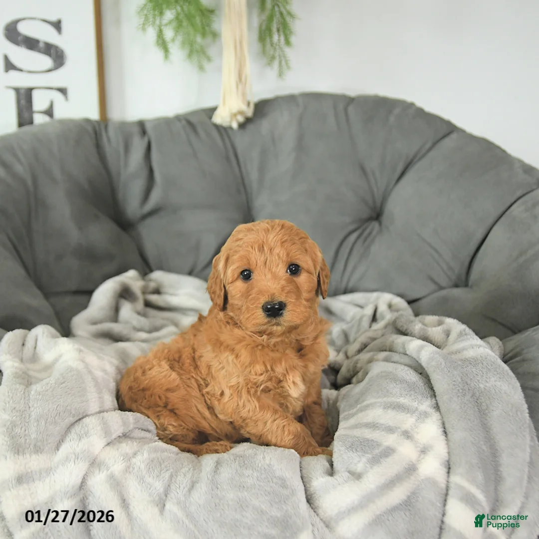 Mini Goldendoodle dogs for sale: Archer - Ad 2